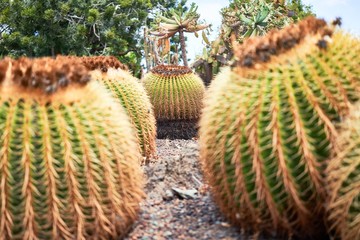 Close up of succulent green cactus at botanical garden