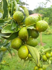 lemons on tree