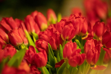 Fresh and nature a group of colorful tulip 