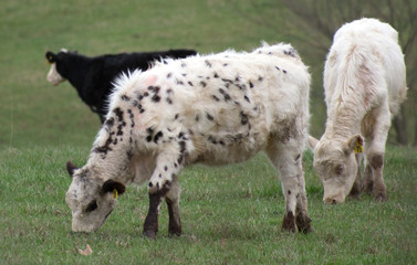 Obraz premium A black and white spotted cow with a herd in a field.