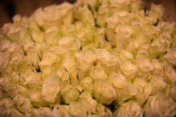 close up colourful many fresh roses