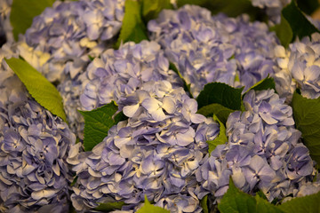 close up colorful fresh wild flowers