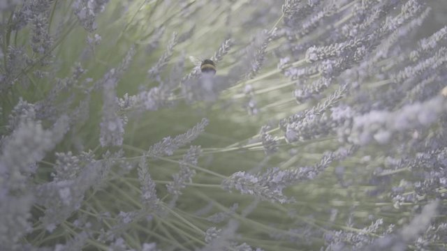 slog3 ungraded bee collecting pollen