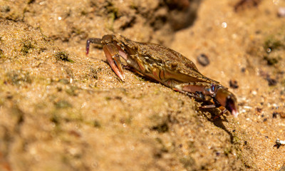 Siri no seu habitat natural
