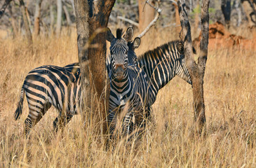 Obraz premium Zebras, grazing, at the conservation park of Lilayi Lodge, not far from Lusaka, in Zambia. 