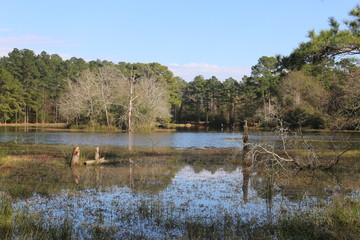landscape with river and trees