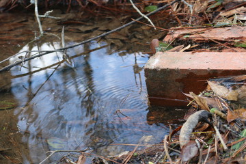 river in the forest
