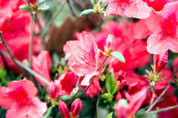 Obraz premium Spring Blooms