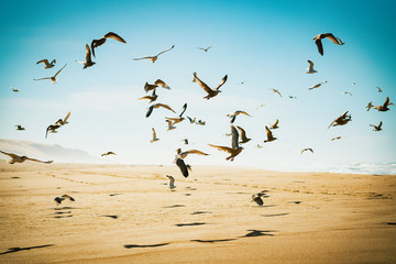 Flock of  flying birds on the beach, and beautiful blue sky background