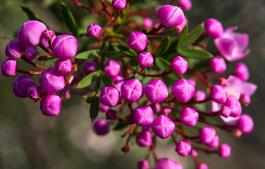 Fototapeta na wymiar Pink flower in the forest