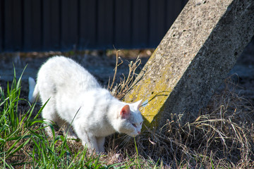 street cat walking in the afternoon