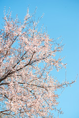 branches of a blossoming tree on a background of blue sky