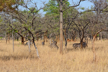 Fototapeta na wymiar Zebras, grazing, at the conservation park of Lilayi Lodge, not far from Lusaka, in Zambia. 