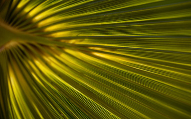 Obraz premium texture of green palm leaf up to the light close-up, fragment of a palm branch