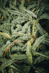 Vintage palm tree leaves in tropical Sri Lanka