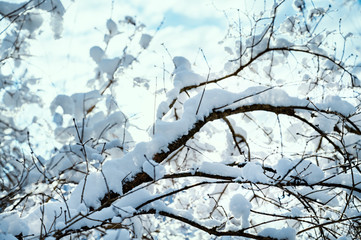 Snow covered tree branches in winter season during bright day with blue sky background