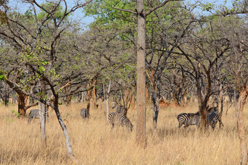 Zebras, grazing, at the conservation park of Lilayi Lodge, not far from Lusaka, in Zambia. 