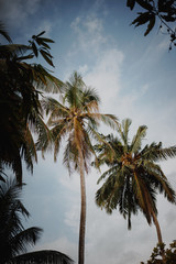 Fototapeta na wymiar Palm tree before sunset in Sri Lanka
