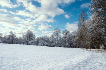 Snow covered tree branches in winter season during bright day with blue sky background