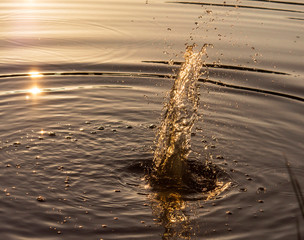 Water splash at sunset