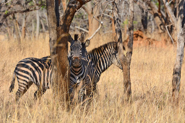 Zebras, grazing, at the conservation park of Lilayi Lodge, not far from Lusaka, in Zambia. 