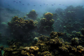 Fototapeta na wymiar Amazing landscape of a very lush coral reef diving in the Red Sea, in Dahab, Egypt