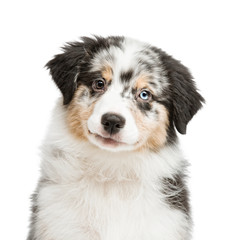 funny and cute portrait puppy Aussies or Australian shepherd, isolated background.