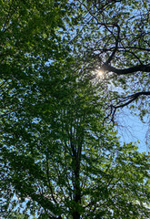 Image of Sun peering through foliage