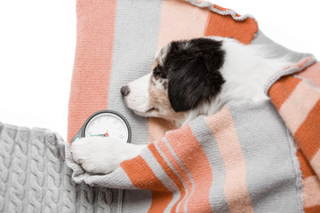 colorful funny tired little puppy Australian Shepherd Aussie sleeping sweetly about the alarm, it...
