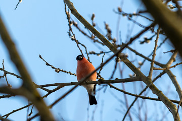 Eurasian Bullfinch (Pyrrhula pyrrhula) on the tree
