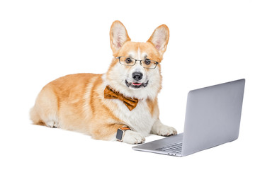 Funny dog Corgi breed and red color on an isolated background. Working at a laptop computer.