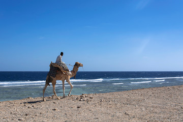 beduin jedzie na wielbłądzie nad morzem - obrazy, fototapety, plakaty