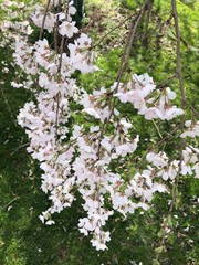 flowers of a tree in spring