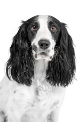 Portrait of a cocker spaniel dog. The coat is spotty and black and white. Background is isolated.