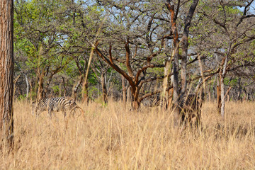 Zebras, grazing, at the conservation park of Lilayi Lodge, not far from Lusaka, in Zambia. 