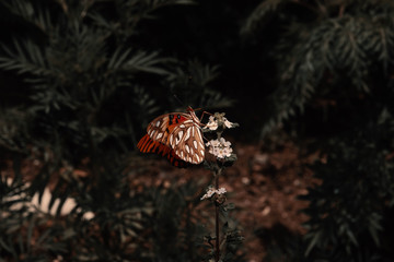 Fototapeta na wymiar Orange butterfly on carnations of the dead of Puerto Rico