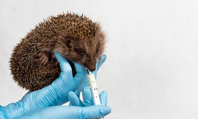 Hedgehog in the hands of the Vaterinar