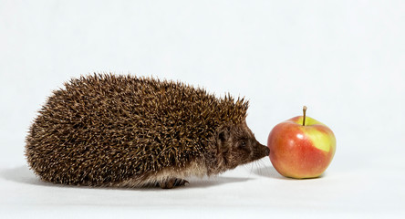 Hedgehog sniffs a red apple on a white background © Zhanna