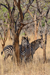 Fototapeta na wymiar Zebras, grazing, at the conservation park of Lilayi Lodge, not far from Lusaka, in Zambia. 