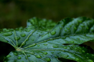 Hoja con gotas de lluvia