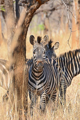 Zebras, grazing, at the conservation park of Lilayi Lodge, not far from Lusaka, in Zambia. 