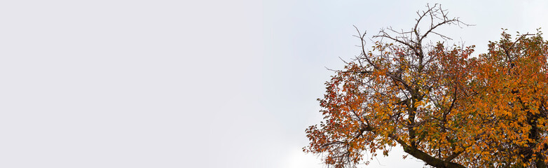 Cherry tree with reddening leaves. Place for the label. Autumn, fall landscape with a tree full of colorful, falling leaves, sunny blue sky. Perfect seasonal theme. Flora with red-scarlet foliage.