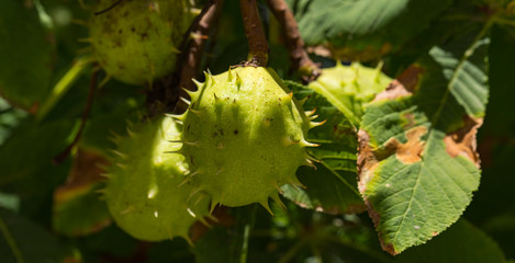 Thorny horse chestnut fruits. Aesculus hippocastanum.