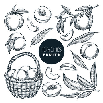 Peaches in basket, sketch vector illustration. Fruits harvest, hand drawn garden agriculture isolated design elements