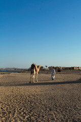 Beduin z wielbłądem na pustyni - obrazy, fototapety, plakaty