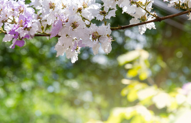Natural beautiful spring flower abstract background The branch of Inthanin, a native Thai tree blooming with soft focus on a light green background, natural light for greeting cards and springs