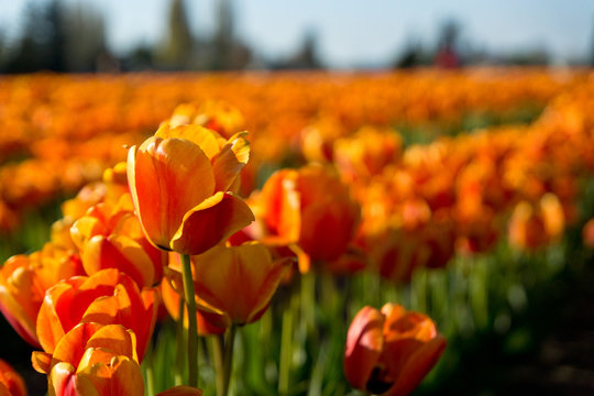 Golden Tulips in the field