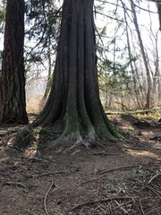 tree in forest