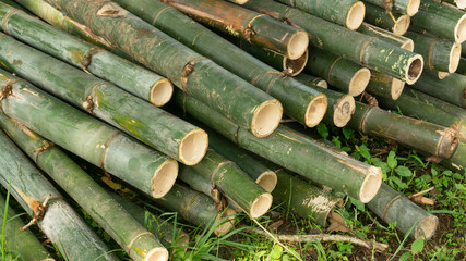 Piles of bamboo, one of handicraft materials and materials to build traditional houses
