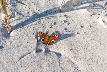 Nature / Laesoe / Denmark: A beautiful peacock butterfly on the beach in Vesteroe Havn on a sunny day in April